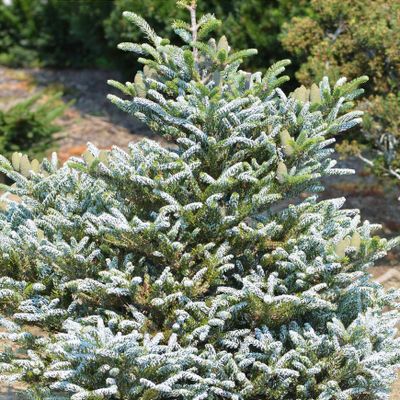 abies numidica glauca 接ぎ木苗 （abies koreana アビエスコレ
