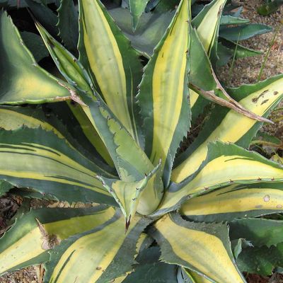 bogenhanf stinkt Sansevieria Moonshine (Bogenhanf) (M) kaufen? | Remus main image 1