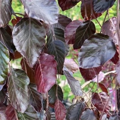 Fagus orientalis 'Iskander' - Shoot