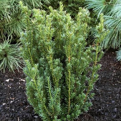 Taxus x media 'Hillii' - Shoot