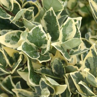 Ligustrum ovalifolium 'Lemon and Lime' - Shoot