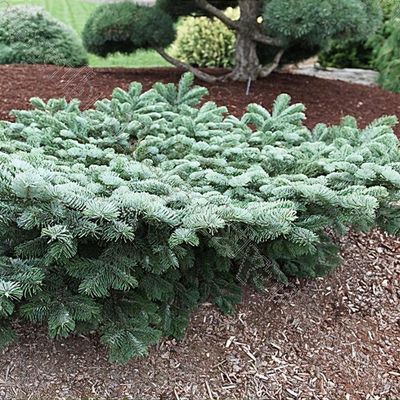 Abies numidica 'Glauca' - Shoot