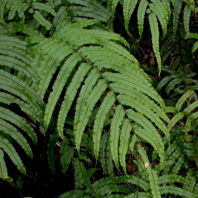 Blechnum montanum