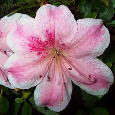 Rhododendron 'Haru-no-sono' - Shoot