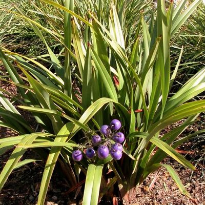 Photo of the entire plant of Flax Lily (Dianella caerulea Cassa Blue™)  posted by HamiltonSquare 