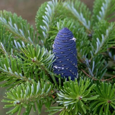 abies numidica glauca 接ぎ木苗（国華園オンラインショップ