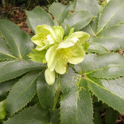 Helleborus argutifolius