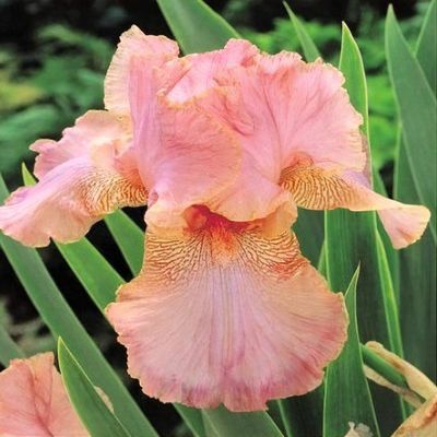 Iris 'Salmon Pink' - Shoot