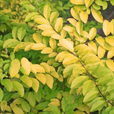 Ligustrum undulatum 'Lemon Lime and Clippers' - Shoot