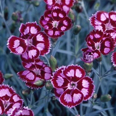 Dianthus 'Night Star' - Shoot