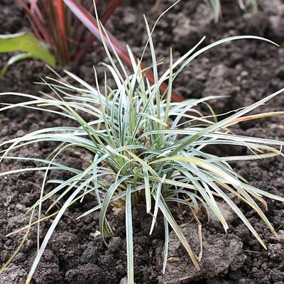 Ophiopogon japonicus 'Variegatus' - Shoot
