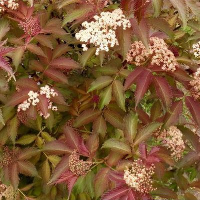 Sambucus nigra f. porphyrophylla 'Thundercloud' - Shoot
