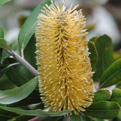 5 Lantern Banksia fireworks Seeds banksia Ericifolia 8' Tall, Exotic