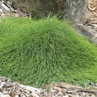 Casuarina glauca 'Cousin It'