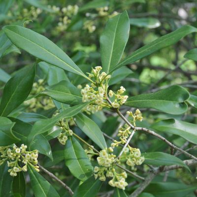 Osmanthus perfume of 2025 nature