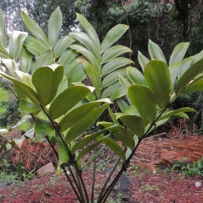 Zamia pumila - Shoot
