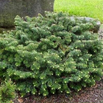 abies numidica glauca　接ぎ木苗 abies numidica glauca 接ぎ木苗 abies numidica glauca 接ぎ木