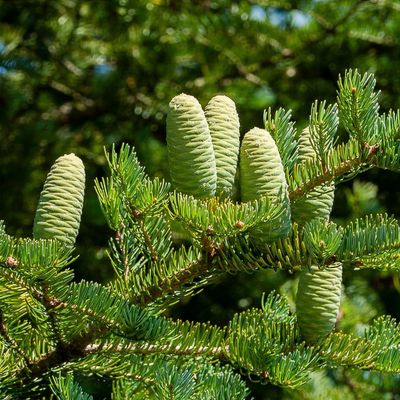 abies numidica glauca 接ぎ木苗（国華園オンラインショップ