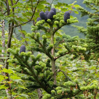 Abies numidica 'Glauca' - Shoot