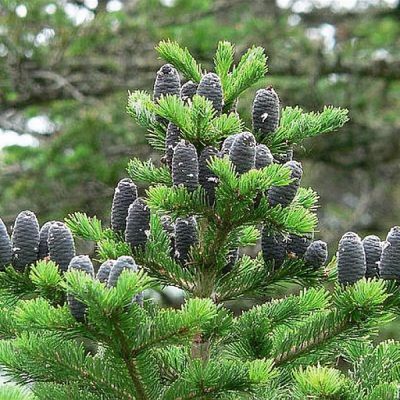 Abies numidica 'Glauca' - Shoot