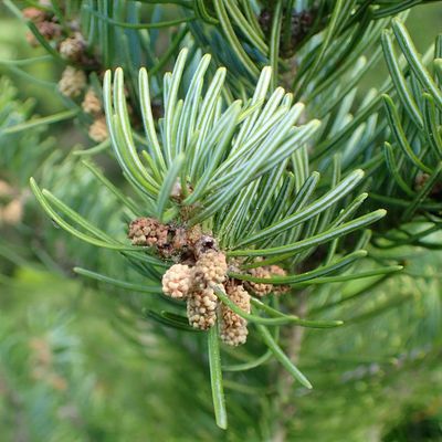 Abies numidica 'Glauca' - Shoot