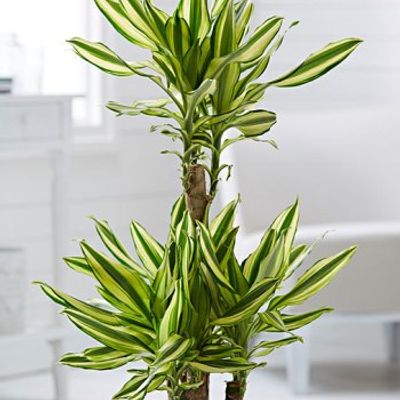 Dracaena fragrans 'Yellow Coast' - Shoot