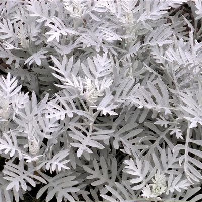 Senecio viravira
