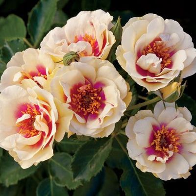 Bull's shop eye rose