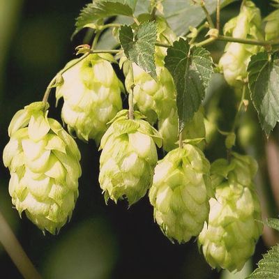 Humulus lupulus 'Nugget' - Shoot