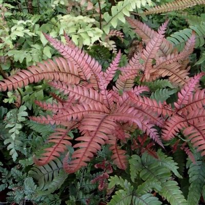Pteris tricolor - Shoot