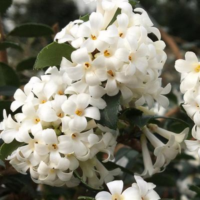 Osmanthus Perfume of Nature Shoot