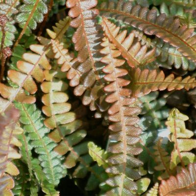 Blechnum penna-marina subsp. alpinum Paradise Centre form