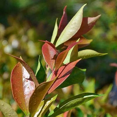Syzygium smithii 'Fire Screen'
