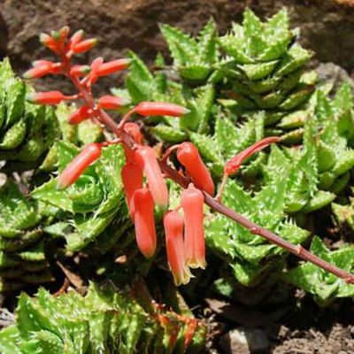 Aloe juvenna - Shoot