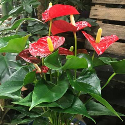 Anthurium salvinii - Shoot