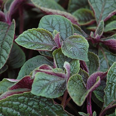 Scaredy Cat Plant Plectranthus caninus Coleus canina Live -  Portugal