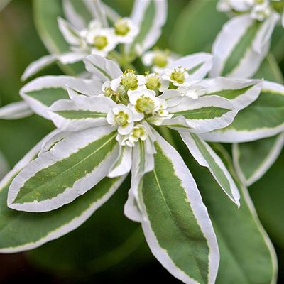 Euphorbia marginata - Shoot
