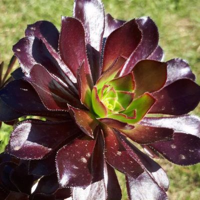 Aeonium 'Simply Scarlet'