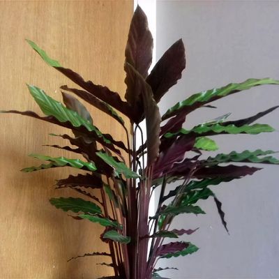 Goeppertia rufibarba 'Wavestar' - Shoot