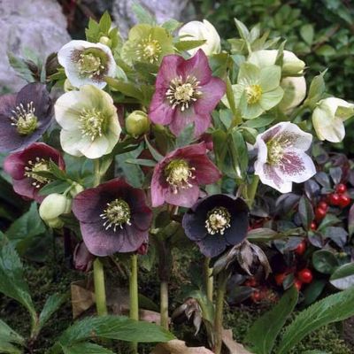 Helleborus x hybridus 'Apple Blossom' - Shoot