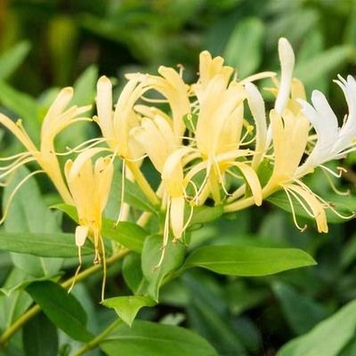 Lonicera similis var. delavayi - Shoot