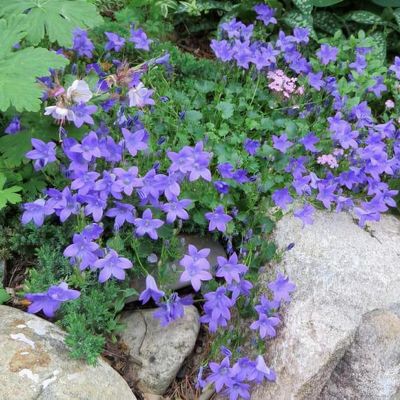 Campanula zangezura - Shoot