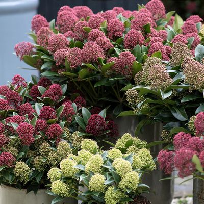 Skimmia japonica (any variety) - Shoot