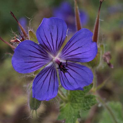 Geranium platypetalum