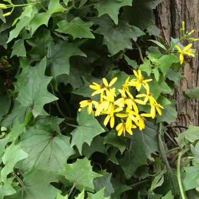 Senecio tamoides