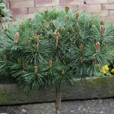 Pinus nigra 'Pierrick Bregeon' - Shoot