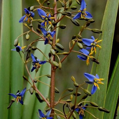 Photo of the entire plant of Flax Lily (Dianella caerulea Cassa Blue™)  posted by HamiltonSquare 