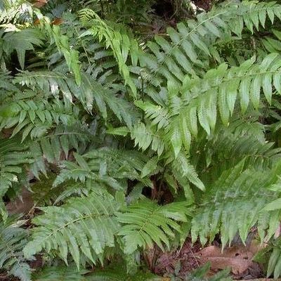 Blechnum tabulare
