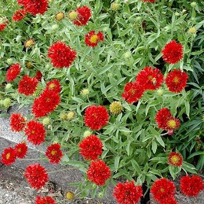 Gaillardia discount red plume