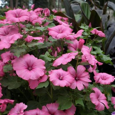 Lavatera trimestris Compact Mix - Malva regina